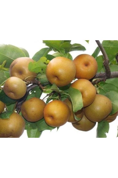 Pyrus pyrifolia ‘Koko Sui’